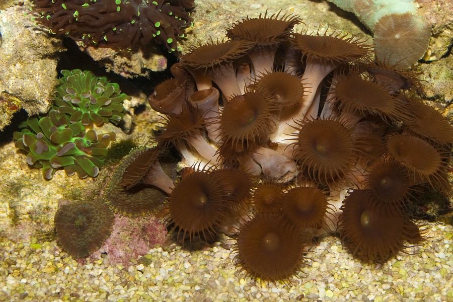 Brown Coral in Saltwater Aquarium